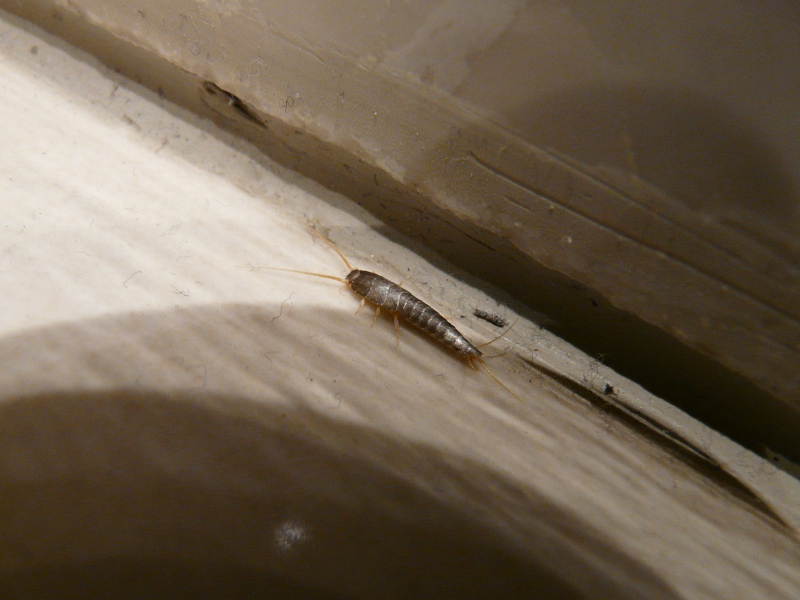 Silverfish or humidity bugs.