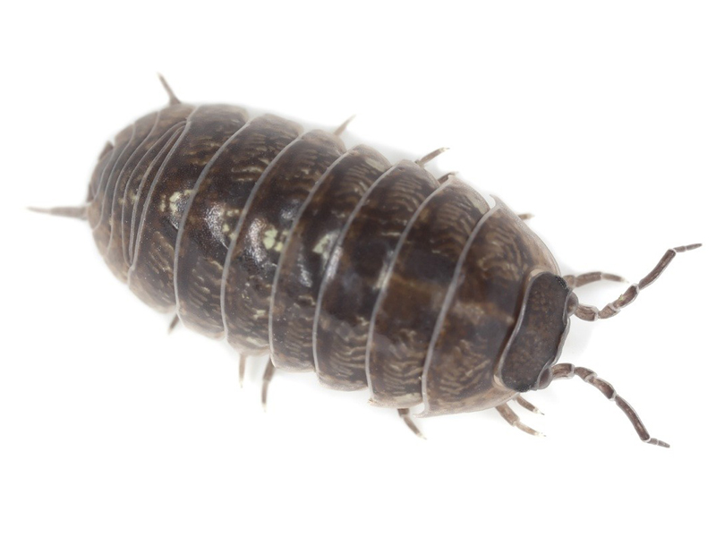 Pillbug